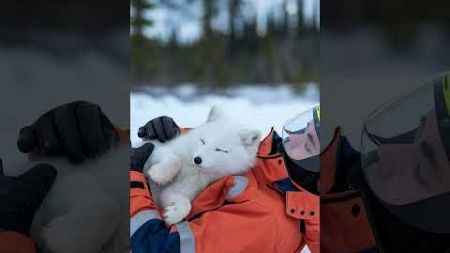 protecting the environment #rescue #animalrescue #polarfox #polarbear #seal #walrus #educate