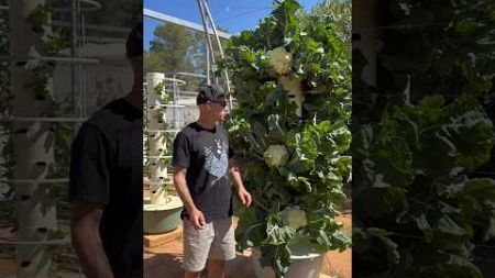 Aeroponic farming technology | #aeroponic #shorts