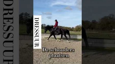 Recht richten van jouw paard voor balans #horsetraining #horse #horsetrainer #horseriding #paard