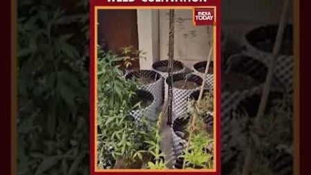 Bengaluru Couple Arrested For Growing &#39;Weed&#39; As Home Decor On Balcony After Facebook post Goes Viral