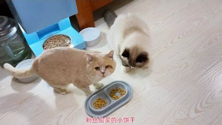 沈阳大姐给猫咪买来宠物小饼干，看看流浪猫果冻布丁爱吃不