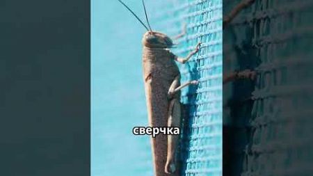 Сверчок 🦗 #животные #природа #факты #шортс #рекомендации #интересныефакты