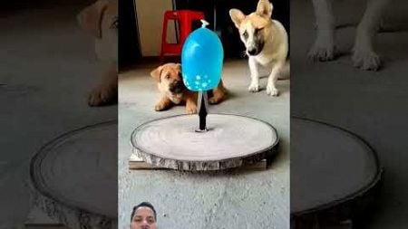 Dogs vs balloon #dog #funny #doglover #puppy #pets #eatshow #dogbreed #dogdog #lion