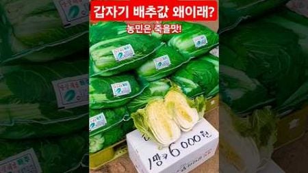 갑자기 배추값! 왜이래? 농민은 죽을맛! #폭락 #시장 #food #물가 #배추