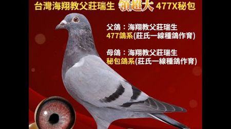 【莊氏全能鴿系--拍賣鴿21】2025-253399 灰♀｜台灣海翔教父莊瑞生領超大 477×秘包｜父鴿：海翔教父莊瑞生477鴿系（莊氏一線種鴿作育），母鴿：海翔教父莊瑞生秘包鴿系（莊氏一線種鴿作育）