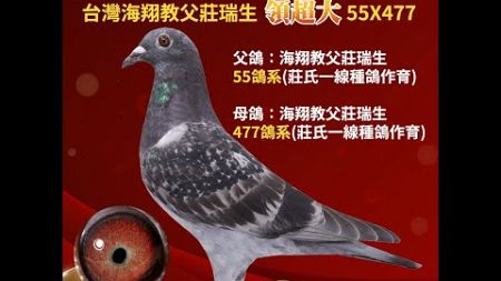 【莊氏全能鴿系--拍賣鴿20】2025-253397 斑♀｜台灣海翔教父莊瑞生領超大 55×477｜父鴿：海翔教父莊瑞生55鴿系（莊氏一線種鴿作育），母鴿：海翔教父莊瑞生477鴿系（莊氏一線種鴿作育）