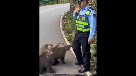 &quot;When Monkeys 🐒🚦🙈Think They&#39;re Above the Law👮‍♂️&quot;#funny #monkey