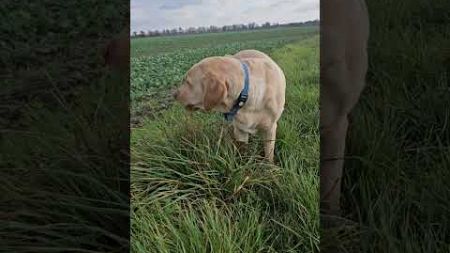 Правильное питание : залог здоровья #shots #goldenretriever #labroder