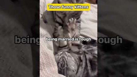 #shortvideo#funny#cat#youtube#pet#cute#yourpet#animal#fyp#amusing