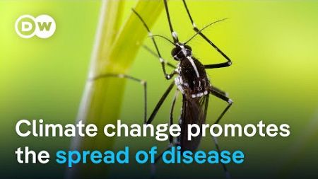 How climate change and the increase of climate disasters fuel the spread of diseases | DW News