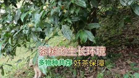 最适合茶树生长的环境，多物种共存，好茶保证#喝茶 #茶山生活