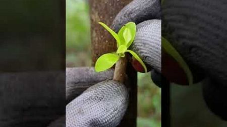 When grafting, you need to choose a suitable environment.#nature #grafting #tree #viralvideo #reels