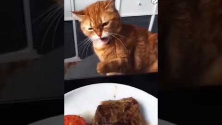 Cat has a temper #cat #funnyvideo #foryou #funny #pets #funnyanimals #shorts #fyp