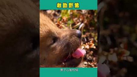 [有趣的评论动物] 野生动物最爱#18 #funy #animals