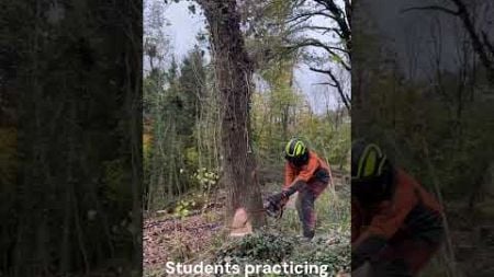 Wet windy Dogs tooth cut ☔️🌲👍 #training #treeremoval #treecutting #forestry #treework #stihl ☕️