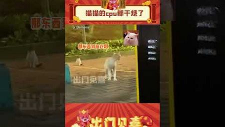 猫猫半夜在路上：闹鬼猫了！？ （cr：供稿 𝑫𝒆𝒎𝒐𝒏𝒔 ）#娱乐评论 #万万想不到 #猫猫的心思全写在脸上了 #shorts #出门见喜