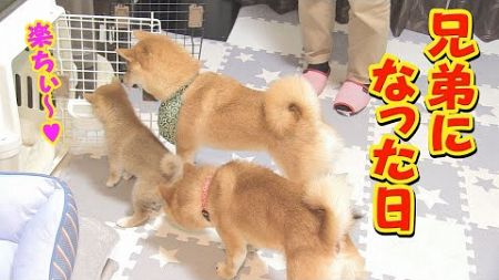 険悪すぎる関係だった子犬と先住犬に、大きな変化が見られました