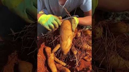 Yacon fruit productivity is higher in summer