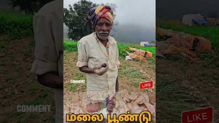 கொடைக்கானல் மலை பூண்டு | Kodaikanal malai poondu மலைப்பூண்டு - health benefits | Kodaikanal Garlic