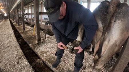 Hoof health on the farm and the milk barn is taking a beating…