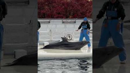 京都水族館　イルカの学校「体育の時間」