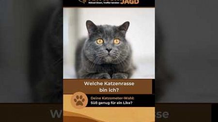 Katzenrasse erraten: Welche Katze hat das rundeste Gesicht?#katzen #tierliebhaber #haustiere