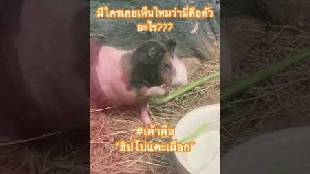 #viralvideo #viralshorts #ฮิปโปแคระ #ฮิปโปเผือก #สัตว์โลกน่ารัก #สัตว์เลี้ยง #ฝากกดติดตาม