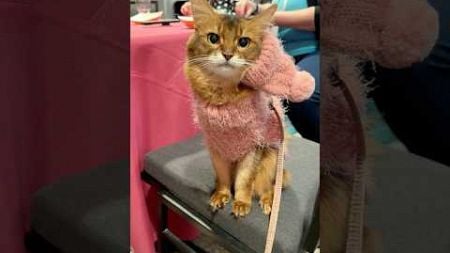 Adorable Little Cat Steals the Show at a Blogging Conference! #cats