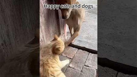 Cat and dog fighting #happy #cat #funny #pets