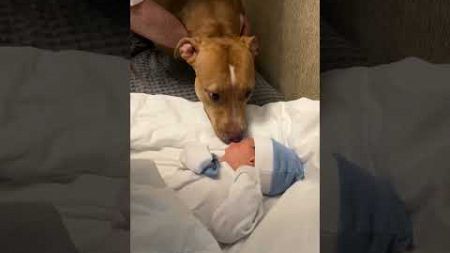 Puppy Reacts To Meeting Baby For First Time