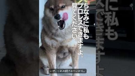 柴犬による新しいビジネス