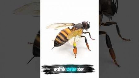 मधुमक्खी🐝😱 3D animation #shorts #facts #trendingshorts #education #3d