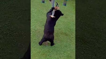 Sneaky Black Bear Stops By Bird Feeder For A Snack!