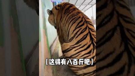 我们明明是只有500多斤的小猫咪～ #tiger #搞笑 #animals