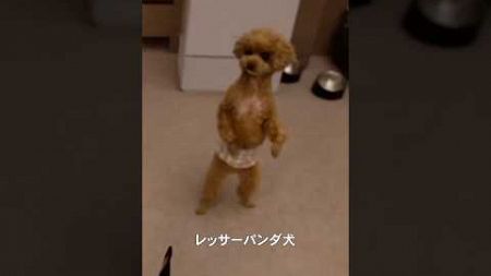 愛犬の誕生日旅行へ🌲家族とのお出かけは幸せだ〜！秋を感じられた1泊2日🐶🍂🤎