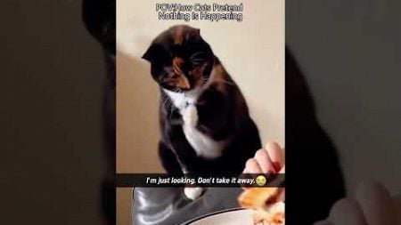 Funny pets | 2024🤣 Funny cats videos 😹😸#42