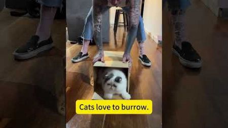 Cats love to burrow #cats #funny #pets #catvideos