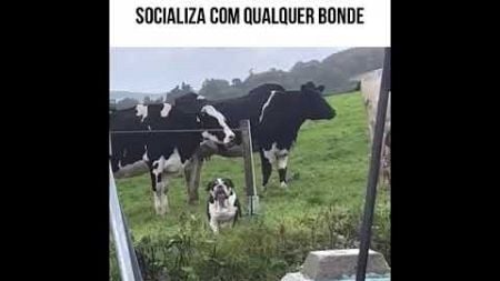 Sagitariana socializando em qualquer bonde #memes #animaisdublados #humor #pets