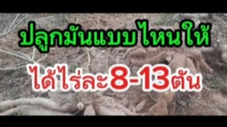 แนวทางการลดต้นทุนและเพิ่มผลผลิตมันสำปะหลังขุดมันไร่ละ13ตัน