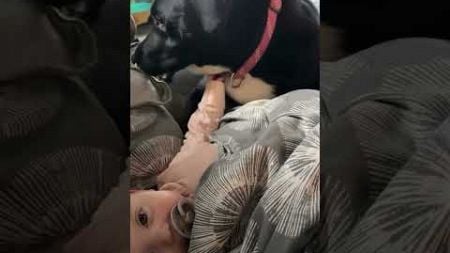 Adorable Dog Meets Baby!