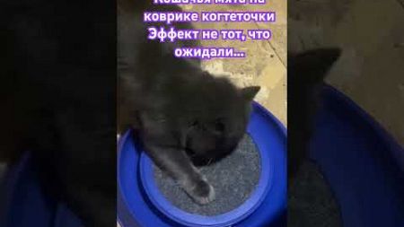 Новая игрушка и когтеточка…. #осень2024 #cat #кот #домашниепитомцы