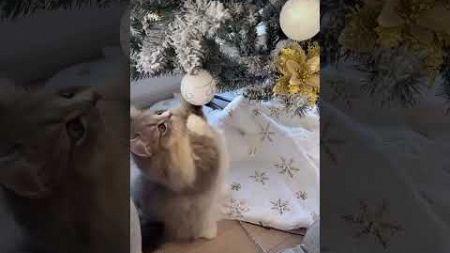 🎄❄️✨А Вы любите Новый год?) #животные #домашниепитомцы #кошки #catlover #бенгал #новыйгод