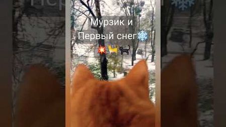 Снегом стать #2024 #cat #cпасенныйкотенок #украина #животные #домашниепитомцы