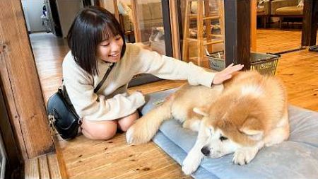 もふもふ秋田犬に癒された秋田・青森旅行🐕 │ 新幹線代0円旅