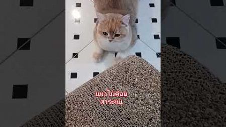 ไม่สาระแน⁉️ #ลิปซิงค์เพื่อความบันเทิง #คนตื่นธรรม #เด็กดื้อ #cat #funnyshorts #funny