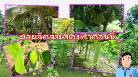 ผลผลิตของสวนเรา @Chaiwat Ru Channel￼