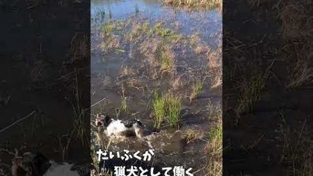 猟犬だいふく、鴨を回収