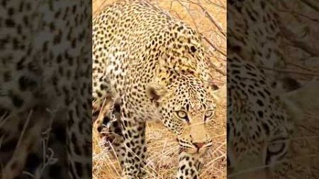 Lovely Moments of Leopards 🐆 📹 How Do Leopards Thrive in Any Environment?