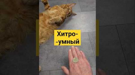 Хитрый кот! Игра с монеткой! 🐱💰 #котики #монетки #игры #домашниепитомцы