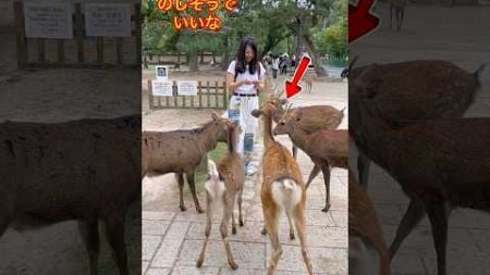 鹿に優しく餌を与える外国人観光客 奈良公園 | 自然の愛に抱かれて | Nara Deer Park Japan |奈良日本旅行 | お辞儀をする鹿日本 | 日本ビデオブログ へずまりゅう 奈良公園